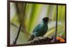 Portrait of a Green Honeycreeper Perching on a Branch-Alex Saberi-Framed Photographic Print