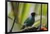 Portrait of a Green Honeycreeper Perching on a Branch-Alex Saberi-Framed Photographic Print