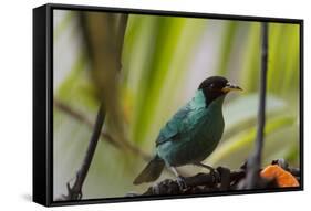 Portrait of a Green Honeycreeper Perching on a Branch-Alex Saberi-Framed Stretched Canvas