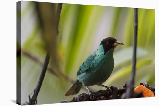 Portrait of a Green Honeycreeper Perching on a Branch-Alex Saberi-Stretched Canvas