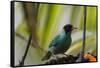 Portrait of a Green Honeycreeper Perching on a Branch-Alex Saberi-Framed Stretched Canvas