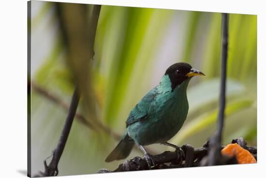 Portrait of a Green Honeycreeper Perching on a Branch-Alex Saberi-Stretched Canvas