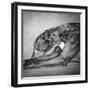 Portrait of a Greyhound dog-Panoramic Images-Framed Photographic Print