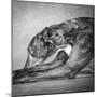 Portrait of a Greyhound dog-Panoramic Images-Mounted Photographic Print