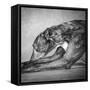 Portrait of a Greyhound dog-Panoramic Images-Framed Stretched Canvas