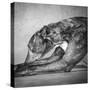 Portrait of a Greyhound dog-Panoramic Images-Stretched Canvas