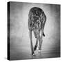 Portrait of a Greyhound dog-Panoramic Images-Stretched Canvas