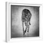 Portrait of a Greyhound dog-Panoramic Images-Framed Photographic Print