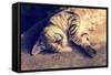 Portrait of a Happy Cat Sleeping on the Back-vvvita-Framed Stretched Canvas