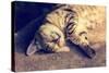 Portrait of a Happy Cat Sleeping on the Back-vvvita-Stretched Canvas