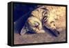 Portrait of a Happy Cat Sleeping on the Back-vvvita-Framed Stretched Canvas