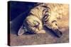 Portrait of a Happy Cat Sleeping on the Back-vvvita-Stretched Canvas