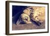 Portrait of a Happy Cat Sleeping on the Back-vvvita-Framed Photographic Print