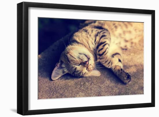 Portrait of a Happy Cat Sleeping on the Back-vvvita-Framed Photographic Print