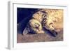 Portrait of a Happy Cat Sleeping on the Back-vvvita-Framed Photographic Print