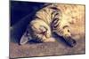 Portrait of a Happy Cat Sleeping on the Back-vvvita-Mounted Photographic Print