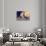Portrait of a Happy Cat Sleeping on the Back-vvvita-Stretched Canvas displayed on a wall