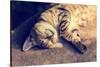 Portrait of a Happy Cat Sleeping on the Back-vvvita-Stretched Canvas