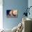 Portrait of a Happy Cat Sleeping on the Back-vvvita-Photographic Print displayed on a wall