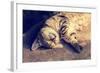 Portrait of a Happy Cat Sleeping on the Back-vvvita-Framed Photographic Print