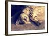 Portrait of a Happy Cat Sleeping on the Back-vvvita-Framed Photographic Print