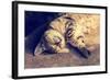 Portrait of a Happy Cat Sleeping on the Back-vvvita-Framed Photographic Print