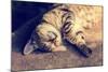 Portrait of a Happy Cat Sleeping on the Back-vvvita-Mounted Photographic Print