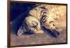 Portrait of a Happy Cat Sleeping on the Back-vvvita-Framed Photographic Print