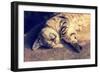 Portrait of a Happy Cat Sleeping on the Back-vvvita-Framed Premium Photographic Print