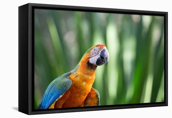 Portrait of a Harlequin Macaw in Bonito, Brazil-Alex Saberi-Framed Stretched Canvas
