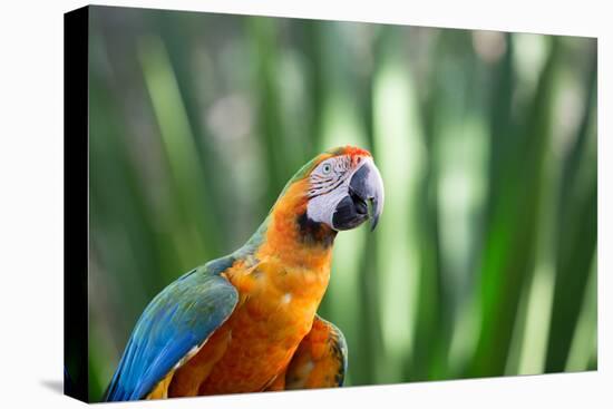 Portrait of a Harlequin Macaw in Bonito, Brazil-Alex Saberi-Stretched Canvas