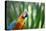Portrait of a Harlequin Macaw in Bonito, Brazil-Alex Saberi-Stretched Canvas