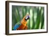 Portrait of a Harlequin Macaw in Bonito, Brazil-Alex Saberi-Framed Premium Photographic Print