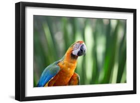 Portrait of a Harlequin Macaw in Bonito, Brazil-Alex Saberi-Framed Photographic Print