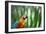 Portrait of a Harlequin Macaw in Bonito, Brazil-Alex Saberi-Framed Photographic Print