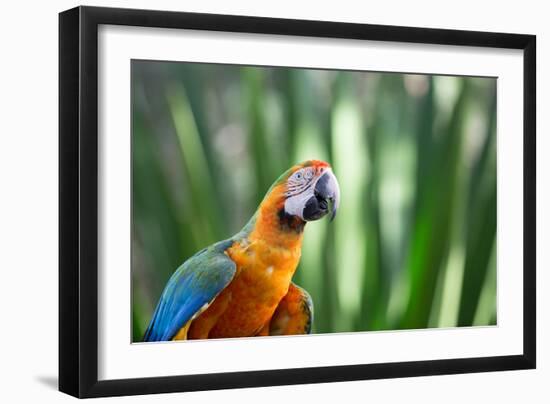 Portrait of a Harlequin Macaw in Bonito, Brazil-Alex Saberi-Framed Photographic Print