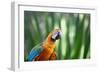 Portrait of a Harlequin Macaw in Bonito, Brazil-Alex Saberi-Framed Photographic Print