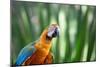 Portrait of a Harlequin Macaw in Bonito, Brazil-Alex Saberi-Mounted Photographic Print