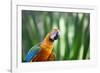 Portrait of a Harlequin Macaw in Bonito, Brazil-Alex Saberi-Framed Photographic Print