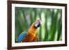 Portrait of a Harlequin Macaw in Bonito, Brazil-Alex Saberi-Framed Photographic Print