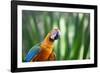 Portrait of a Harlequin Macaw in Bonito, Brazil-Alex Saberi-Framed Photographic Print