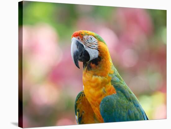 Portrait of a Harlequin Macaw in Bonito, Brazil-Alex Saberi-Stretched Canvas