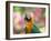 Portrait of a Harlequin Macaw in Bonito, Brazil-Alex Saberi-Framed Photographic Print