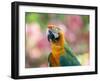 Portrait of a Harlequin Macaw in Bonito, Brazil-Alex Saberi-Framed Photographic Print