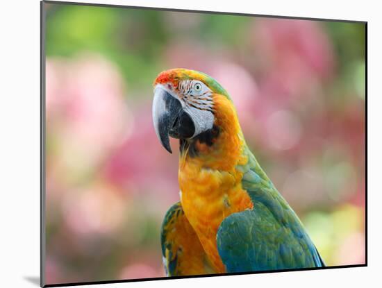 Portrait of a Harlequin Macaw in Bonito, Brazil-Alex Saberi-Mounted Photographic Print