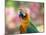 Portrait of a Harlequin Macaw in Bonito, Brazil-Alex Saberi-Mounted Photographic Print