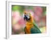 Portrait of a Harlequin Macaw in Bonito, Brazil-Alex Saberi-Framed Photographic Print