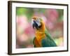 Portrait of a Harlequin Macaw in Bonito, Brazil-Alex Saberi-Framed Photographic Print