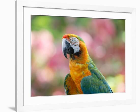 Portrait of a Harlequin Macaw in Bonito, Brazil-Alex Saberi-Framed Photographic Print