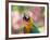 Portrait of a Harlequin Macaw in Bonito, Brazil-Alex Saberi-Framed Photographic Print